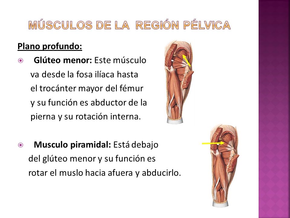 funcion musculo gluteo mayor funcion musculo gluteo mayor